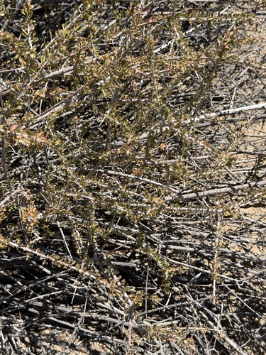 Tetracoccus hallii, photograph 3