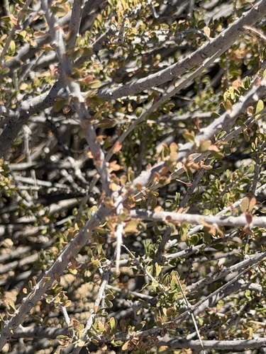 Tetracoccus hallii, photograph 1