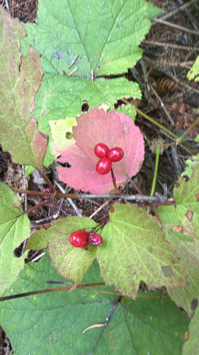 squashberry
