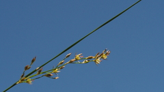 Juncus mexicanus
