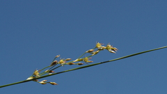 Juncus mexicanus