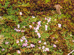 Trifolium acaule image
