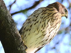 Accipiter cooperii
