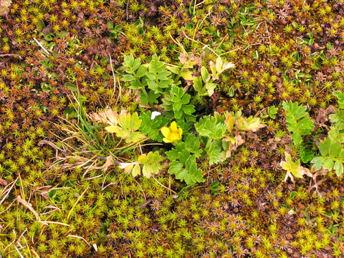Ranunculus oreophytus