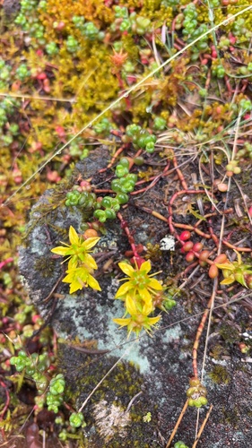 Sedum divergens, photograph 3