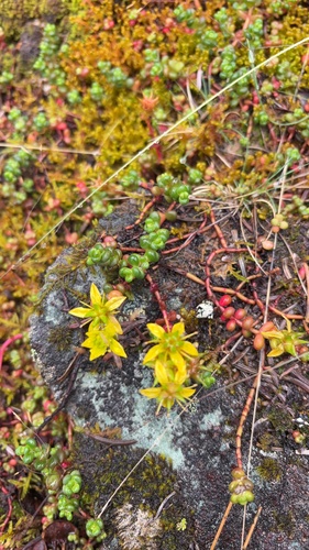 Sedum divergens, photograph 4