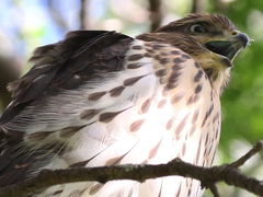 Accipiter cooperii