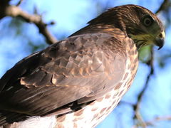 Accipiter cooperii