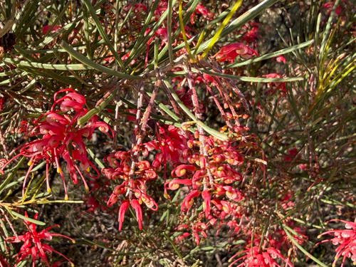 Grevillea pinaster, photograph 5