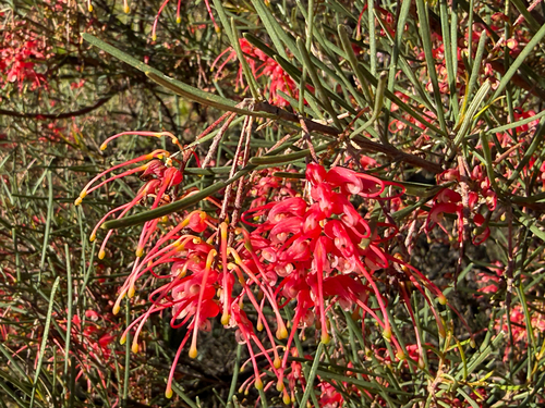 Grevillea pinaster, photograph 4