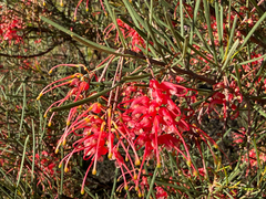 Grevillea pinaster, photograph (c) smathichong, some rights reserved (CC BY)