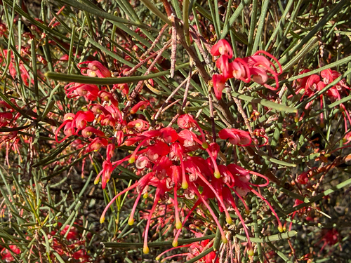 Grevillea pinaster, photograph 3