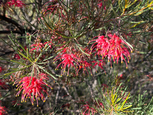 Grevillea pinaster, photograph 6