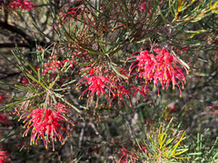 Grevillea pinaster, photograph (c) smathichong, some rights reserved (CC BY)