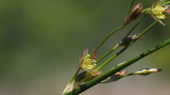Juncus mexicanus