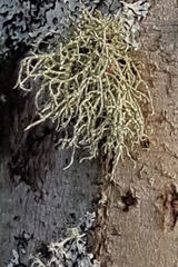 Usnea flavocardia