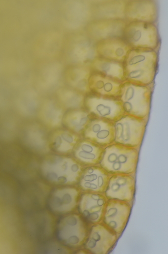 Image of Jungermannia rubra by no rights reserved
