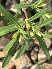 Pectis cylindrica