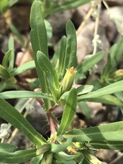 Pectis cylindrica, photograph (c) Jared Shorma, some rights reserved (CC BY)