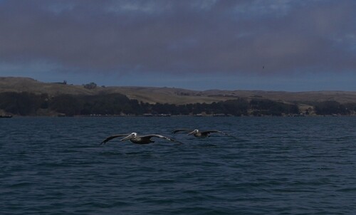 Brown Pelican
