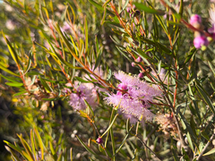 Melaleuca radula, photograph (c) smathichong, some rights reserved (CC BY)