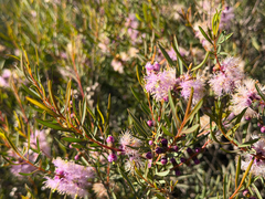 Melaleuca radula, photograph (c) smathichong, some rights reserved (CC BY)