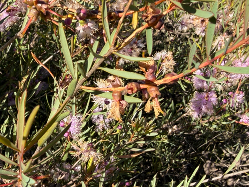 Melaleuca radula, photograph 6