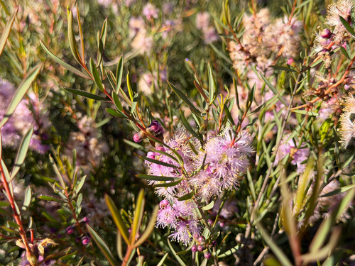 Melaleuca radula, photograph 5