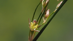 Juncus mexicanus