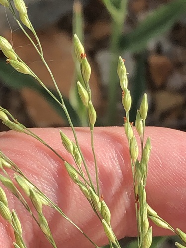 Panicum hirticaule