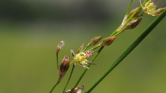 Juncus mexicanus