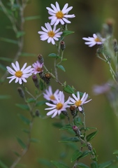 Athrixia phylicoides