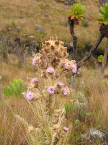 Afroalpine Thistle
