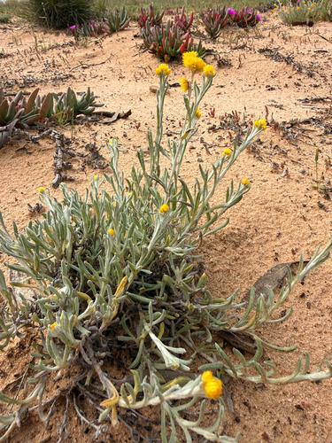 Common Everlasting