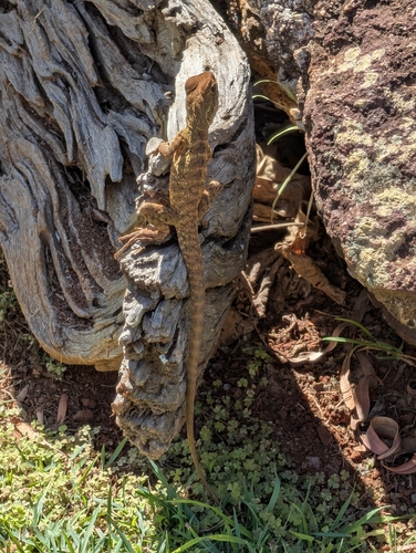 Eastern Water Dragon