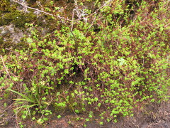 Hypericum kiboense