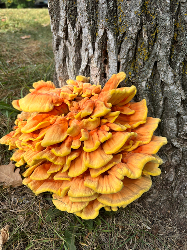 chicken of the woods