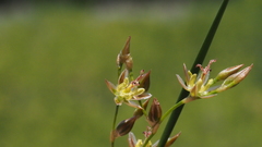 Juncus mexicanus