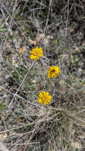 Four-nerved Daisies