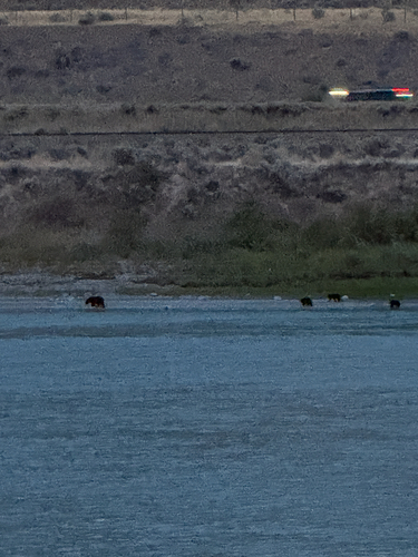 Black Bear sighting near Overlander Dr