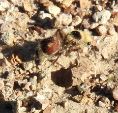 Dasymutilla sicheliana