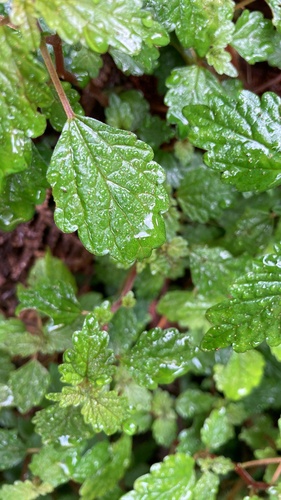 Small Shade Nettle