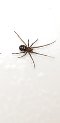 Steatoda