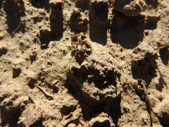 Dasymutilla sicheliana