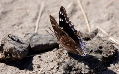 Charaxes guderiana