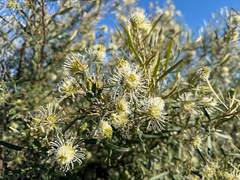 Grevillea commutata, photograph (c) smathichong, some rights reserved (CC BY)