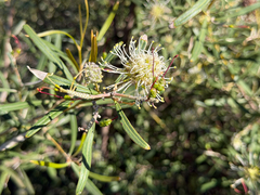 Grevillea commutata, photograph (c) smathichong, some rights reserved (CC BY)