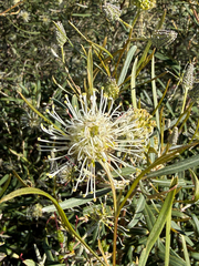 Grevillea commutata, photograph (c) smathichong, some rights reserved (CC BY)