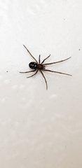Steatoda