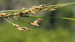 Juncus mexicanus